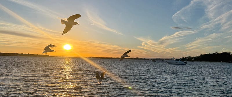 Seagulls fly over ocean at Sunset - Inspirational photo