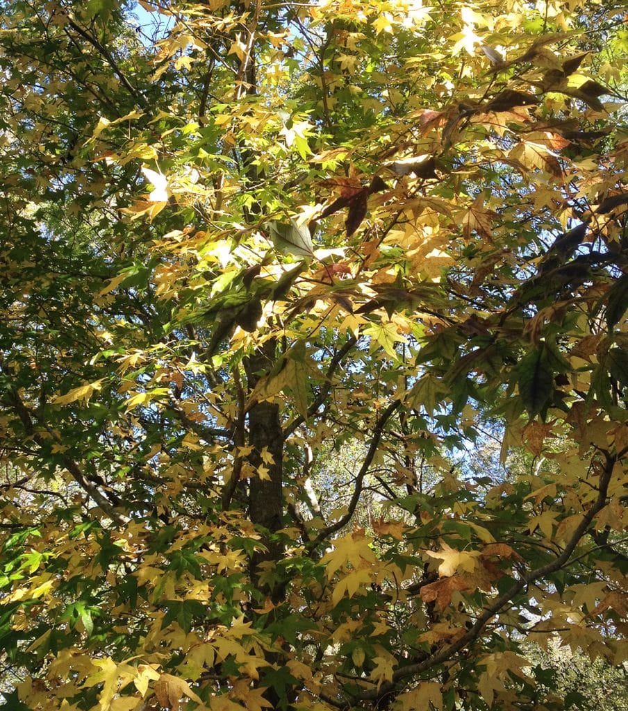 The coloured leaves of the Liquidambar at the Abbey Church, Caboolture. Inspired by Nature