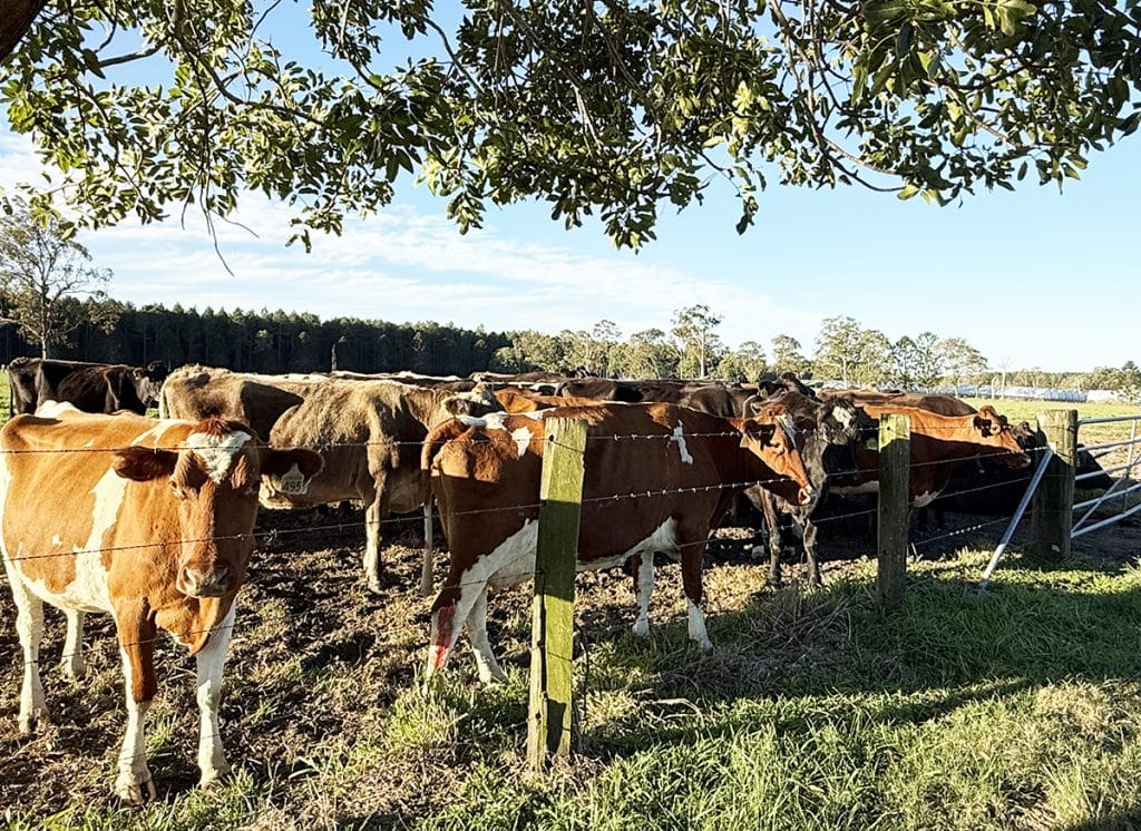 The Abbey Dairy Herd waiting in the paddock in the afternoon sun before milking