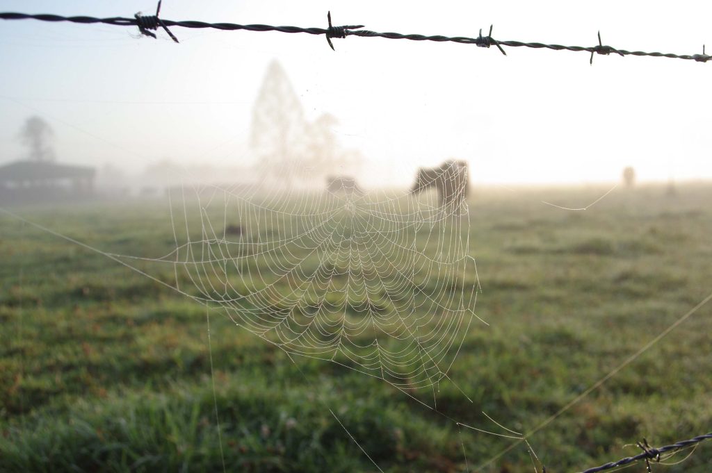 Spider web on a barbed wire fence overlooking a misty dairy paddock at Abbey Farm