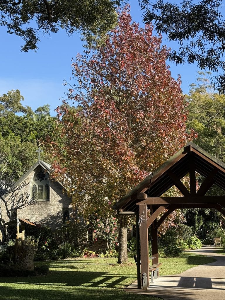 Autumn-coloured liquidambar tree beside church gardens and walkway